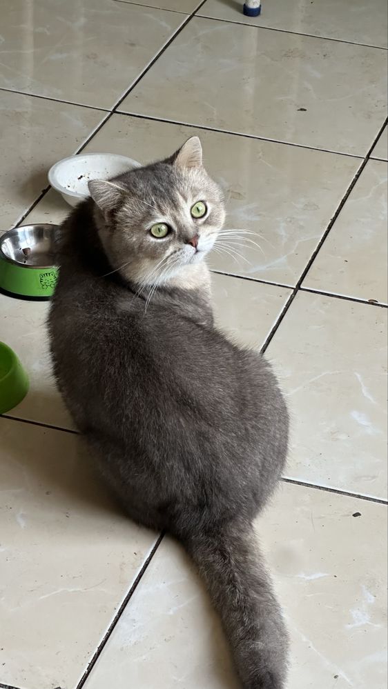 Британский шиншилла котик