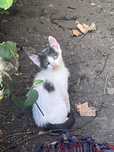 ofer spre adoptie doua pisicute