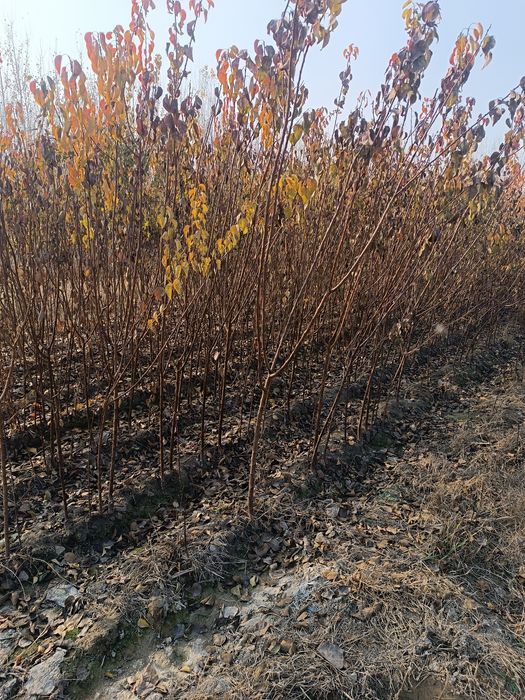 Órik kochatlar sotiladi .yasin ham bor