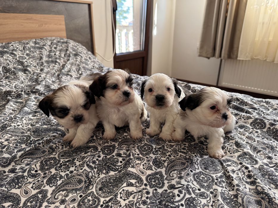 Кученца ши-тцу, кучета, куче, кученце