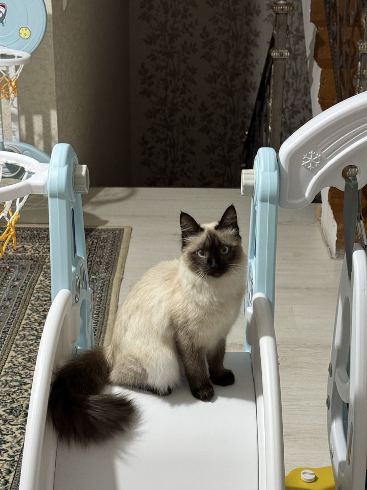 Пропал сиамский кот, 7 месячный, ор-р Дворец Авиастроителей