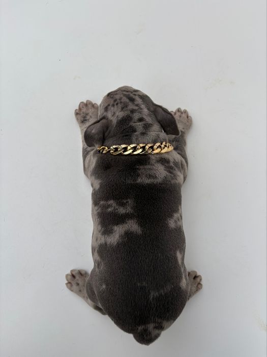 American Bully Standard