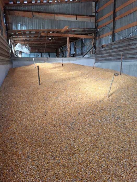 Vand porumb productie 2025