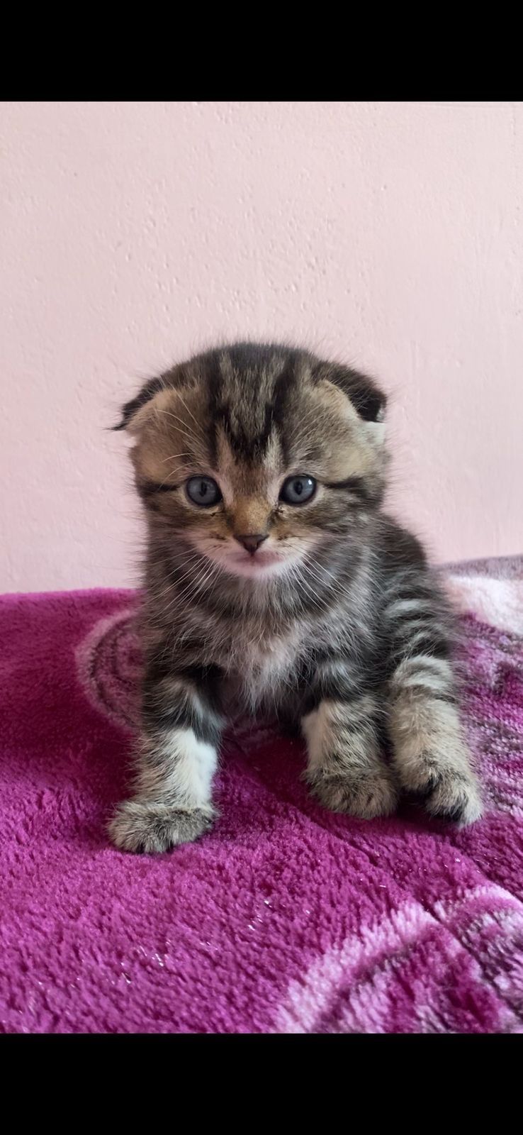 Котята скотиш страйт и фолд