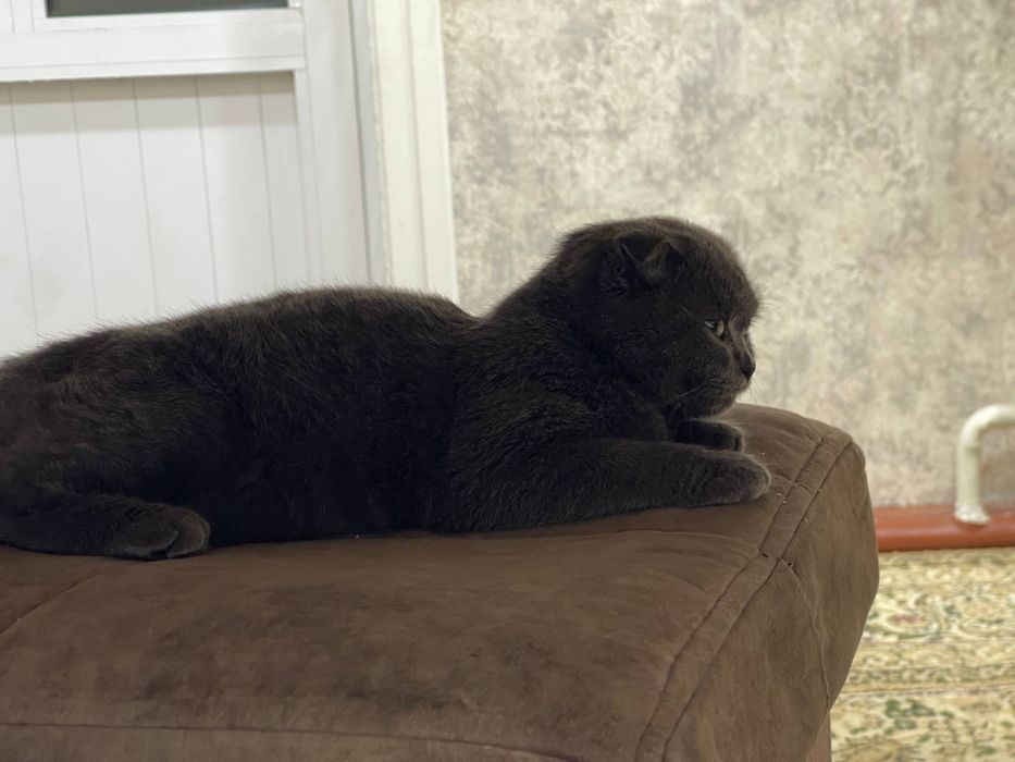 продается котенок Скоттиш Фолд