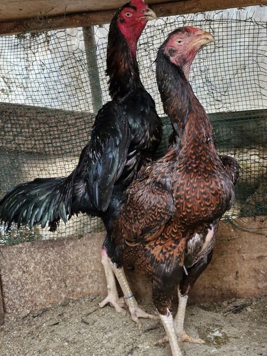 Карейцкие Петухи