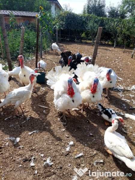 Curcani de vanzare - Tulcea