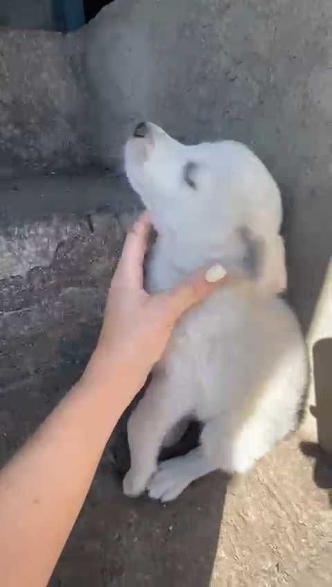 Щенку нужен дом! Срочно!