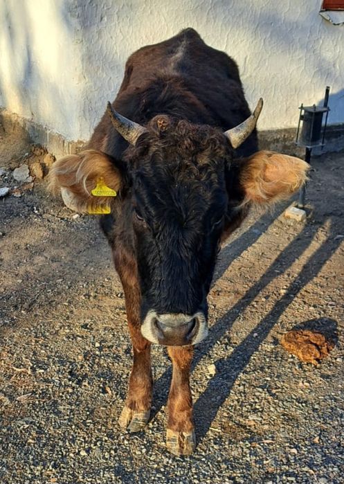 Кунажын  сатамын