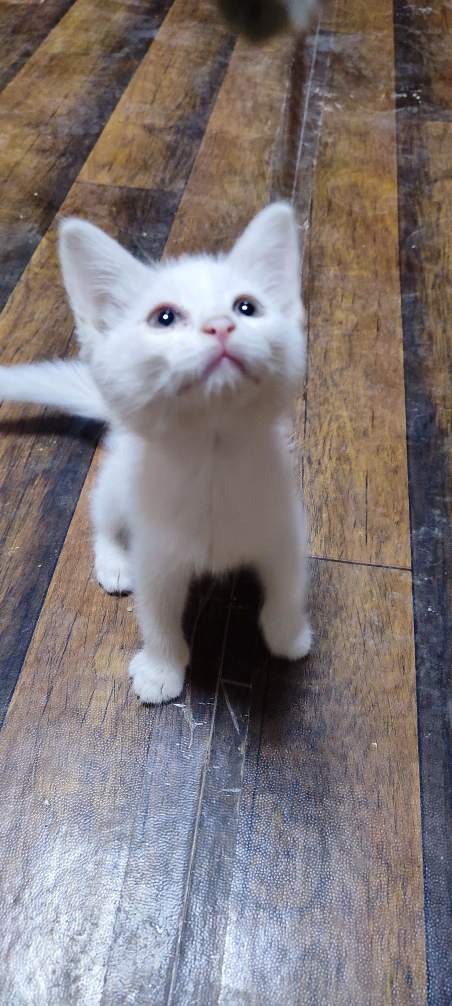 Oppoq angora 2,5 oylik