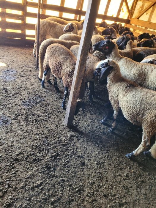 6 Oi carabase sârbești și românești!!!