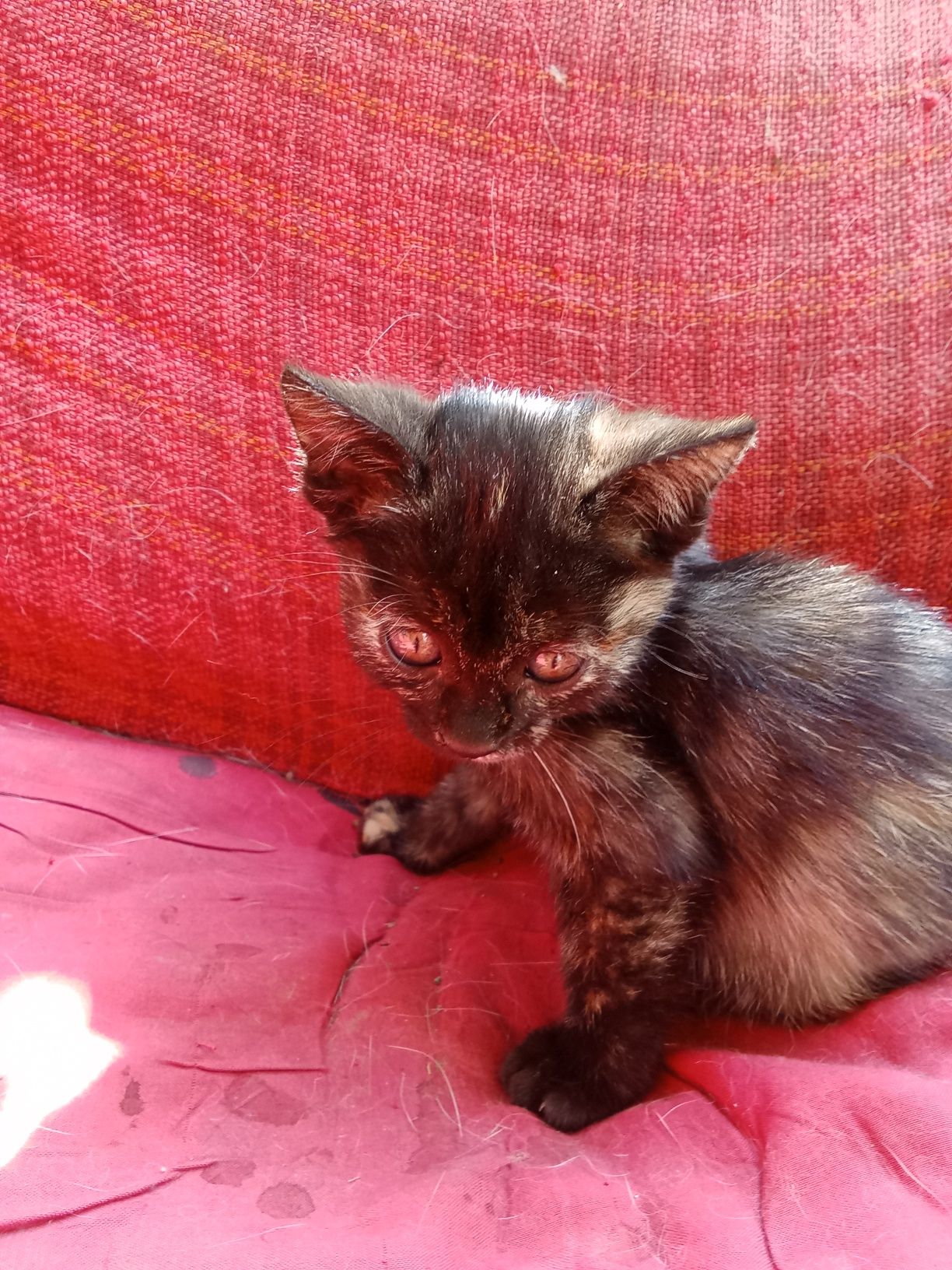 Продаются Котята, которые ловят даже тень пролетающей мухи
