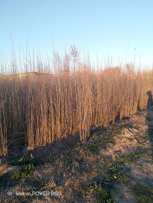 Tut koʻchatlar sotiladi dastavka bor