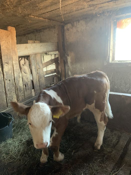 Vițel de vacă bălțată