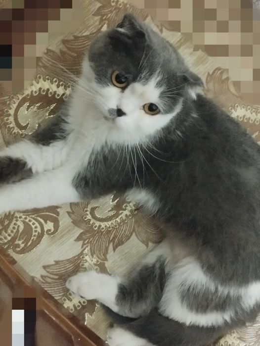 Scottish Fold mushuk sotiladi qiz bola