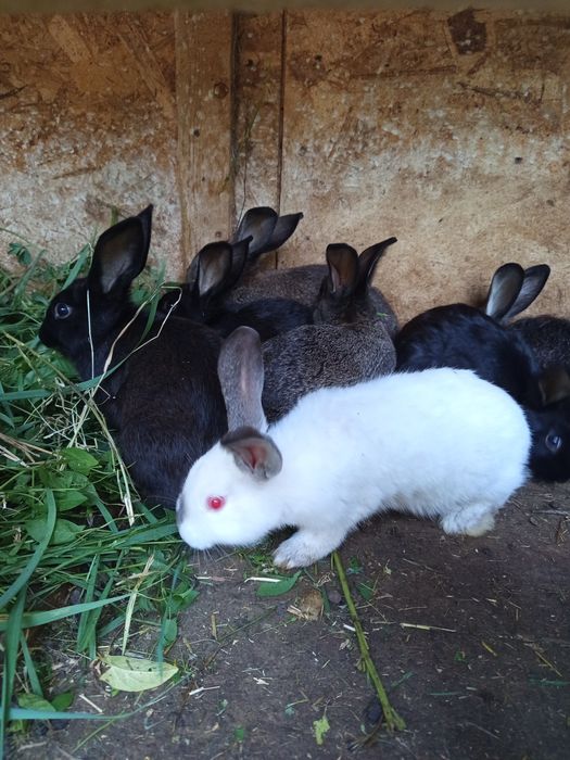 Vând iepurași!!!