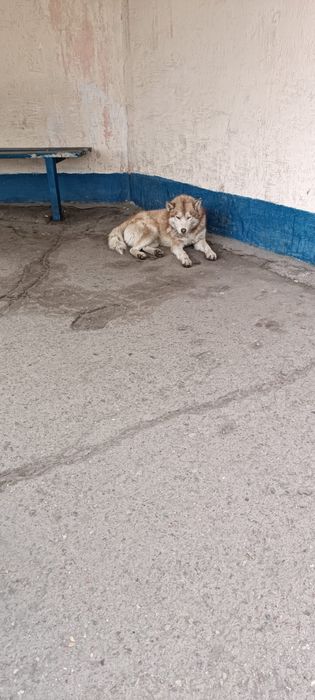 Ищем дом для хаски