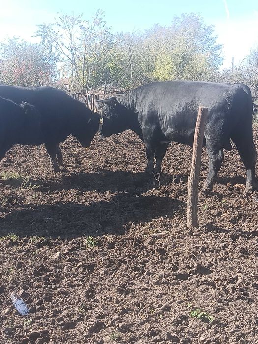 Мъжки телета месодайни