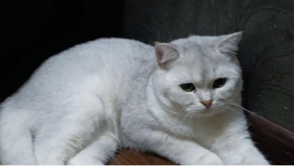 Skotsh Fold toza paroda bolalari bilan sotiladi