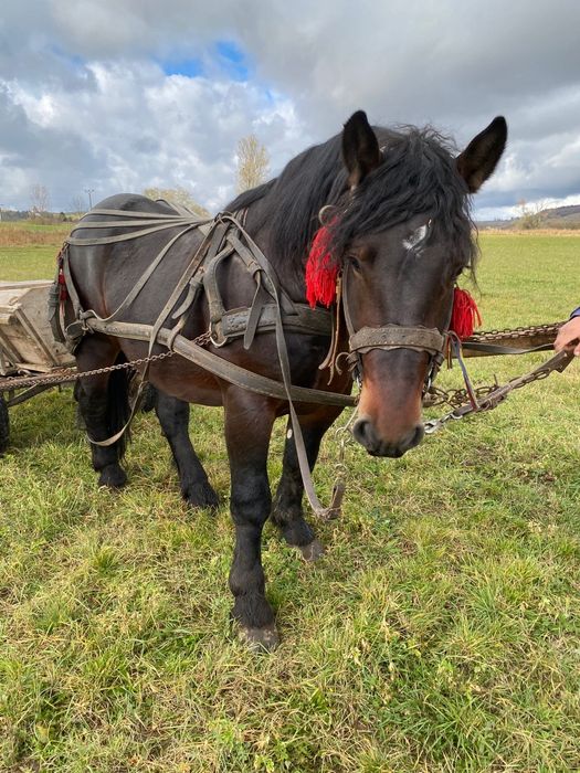 Mânz de 2ani și 5 luni  de vânzare în  sat Viscri jud Brașov