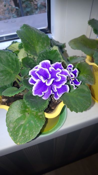 Цветы сенсополия-фиалка узумбарская махровая