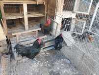 Cocoși de rasă Australorp negru și Marans