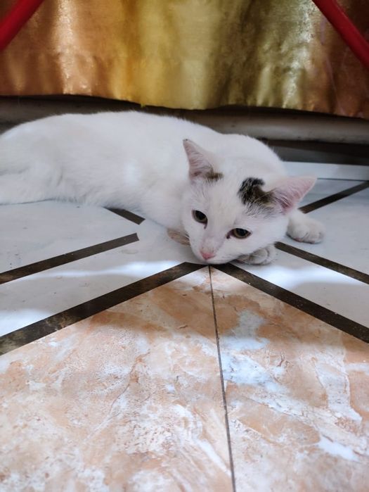 Отдам кошку в хорошие руки