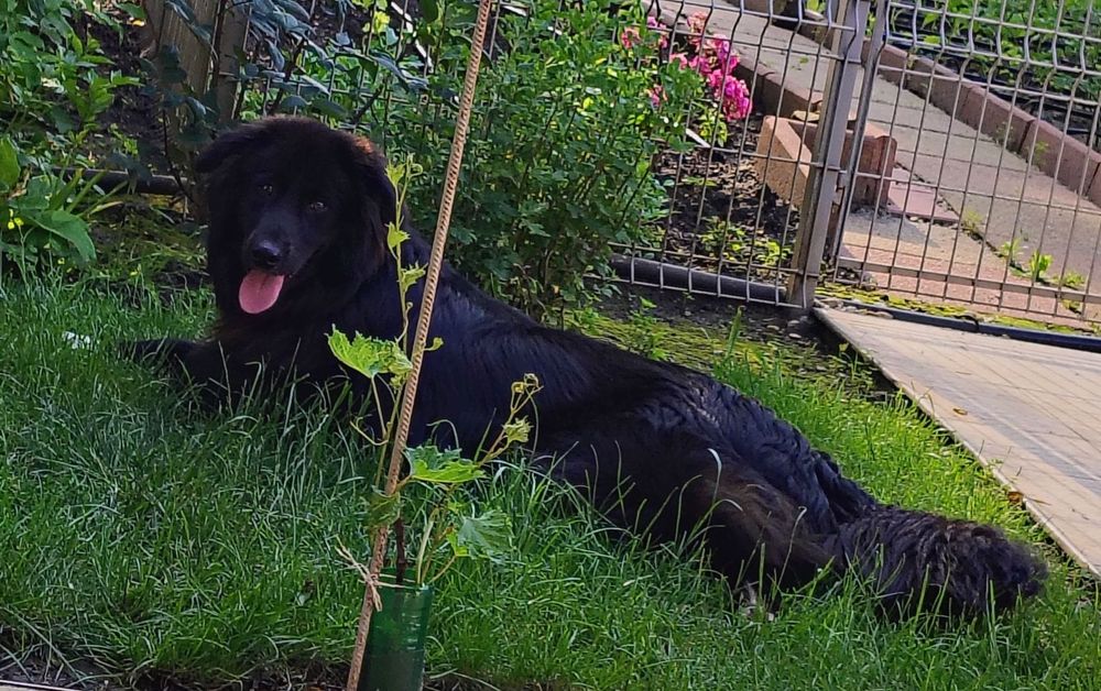 Caine spre adopție