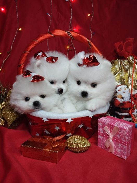 Щенки шпица мини