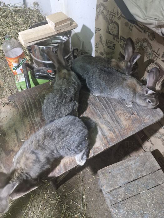 Vând iepuri urias german