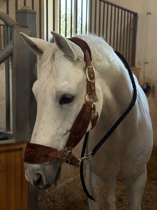 Недоуздки для лошадей+чомбур в подарок остались только в 4 цветах