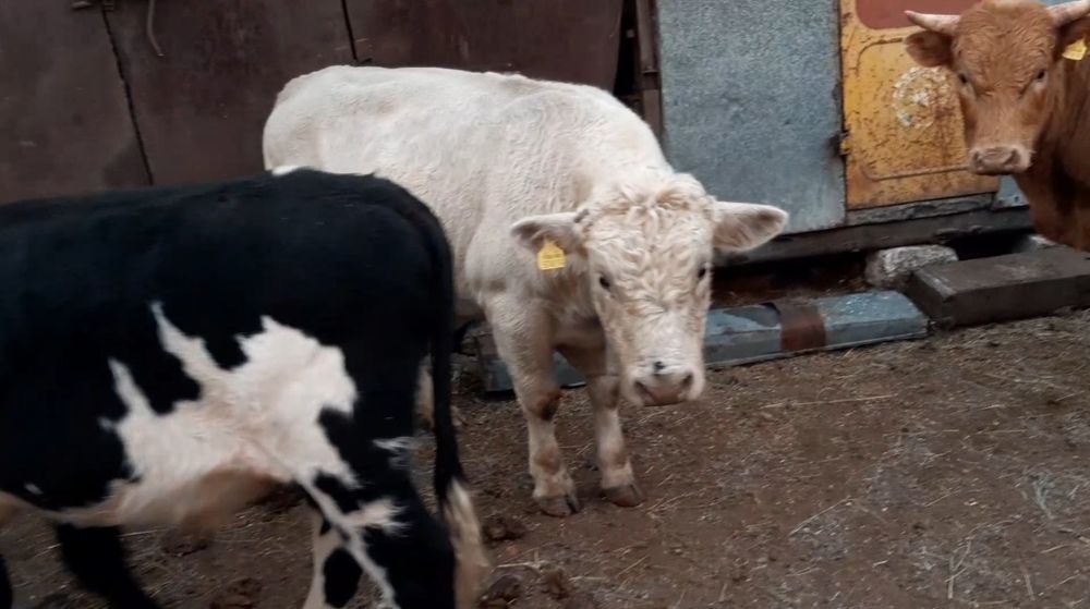 Продам быков 17 голов