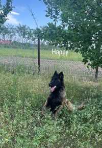 Malinois belgian tervueren