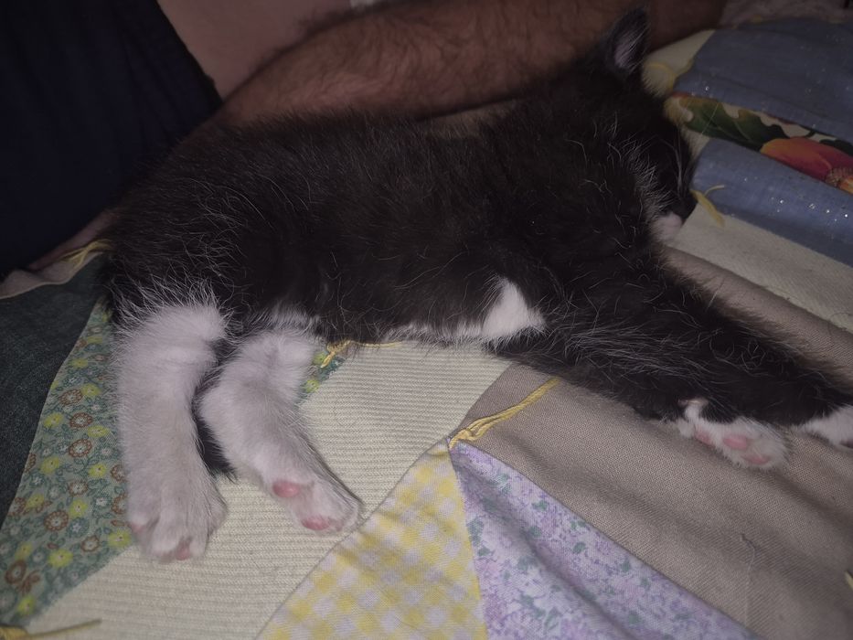 Котёнок маленький в добрые руки