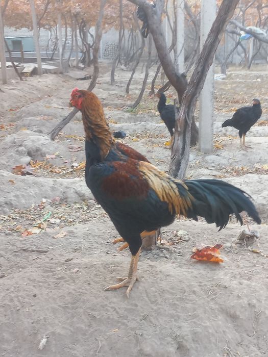 дакканг жужалари сотилади макиён тухумлаябди жужаларни ота онаси нархи