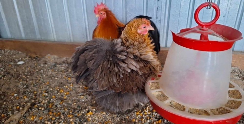 Cochinchina pitic ouă de incubat