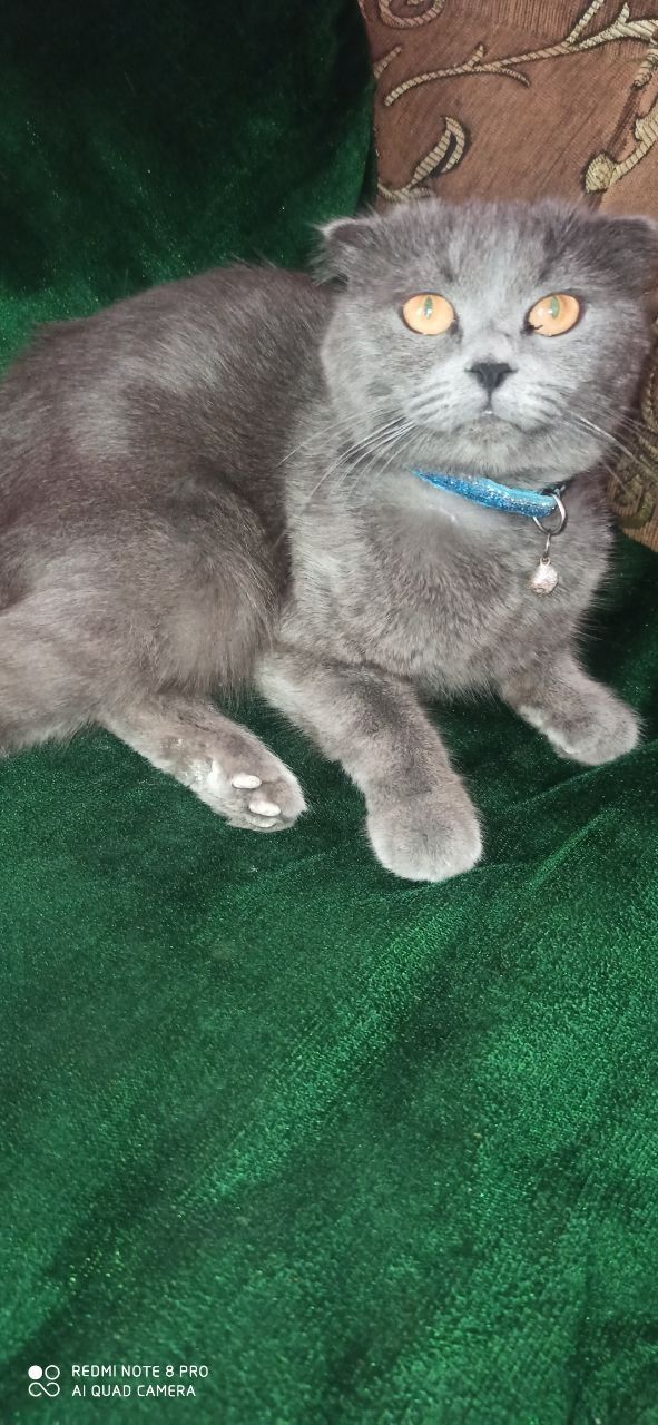 Срочно продаётся котёнка 1 месяц