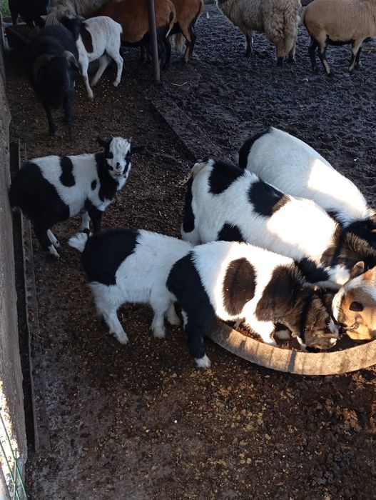 Vând țap pitic de 3 luni