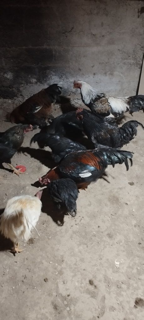 Har xil turdagi Xòrozlar  sotiladi