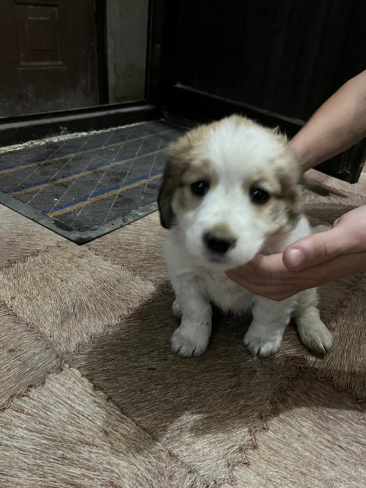 Щенок спаниеля ,есть доставка