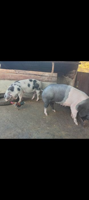 Vând vacă de un an