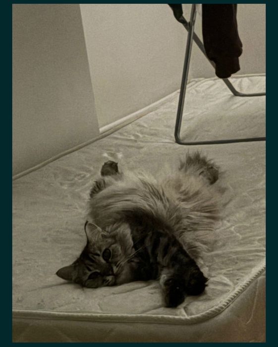 Кошка породистая