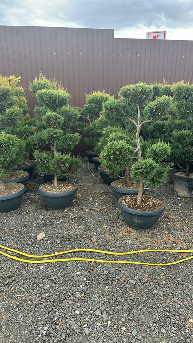 Plante ornamentale amagnoli grandeflora tuia lilandi zmarard