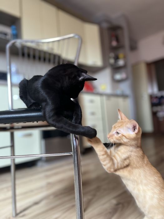 Dau spre adoptie 3 motani de 4 luni