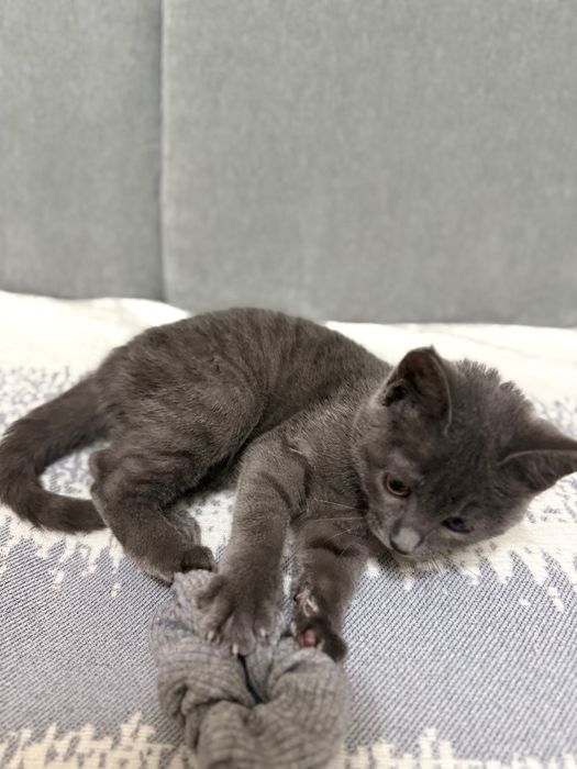 Отдадим котенка в хорошие руки