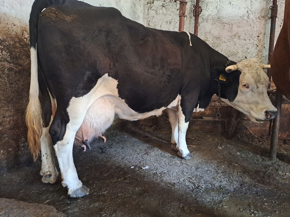 Vând vaca cu vițel