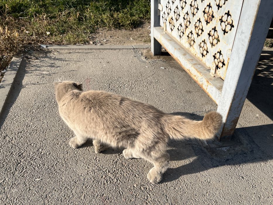 Котик шотландский