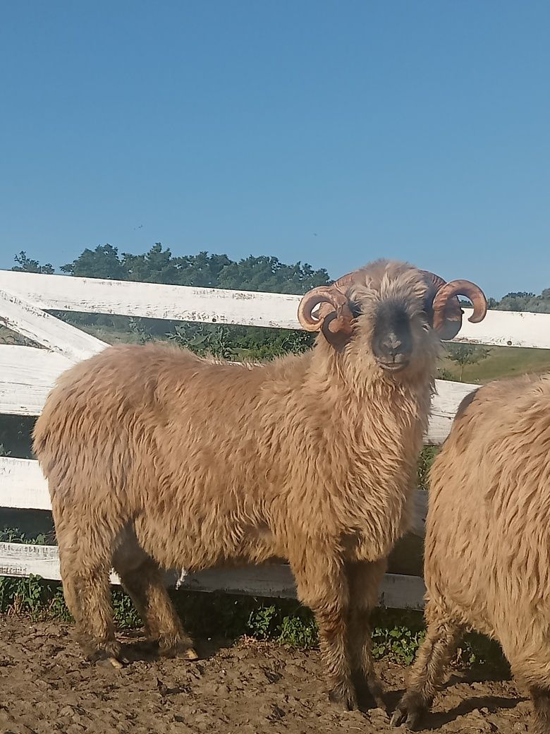 Berbecii bucălai