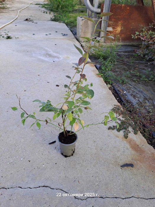 Разсад боровинки