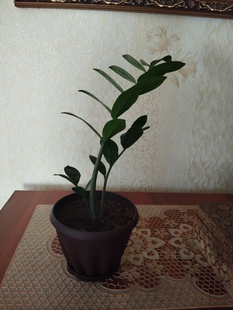 Продам Замиокулькас